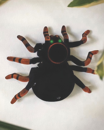 Wall Climbing Tarantula